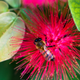 Illustration for article titled More Shooting With The Minolta Lens (UPDATED! Now With More Bees!)
